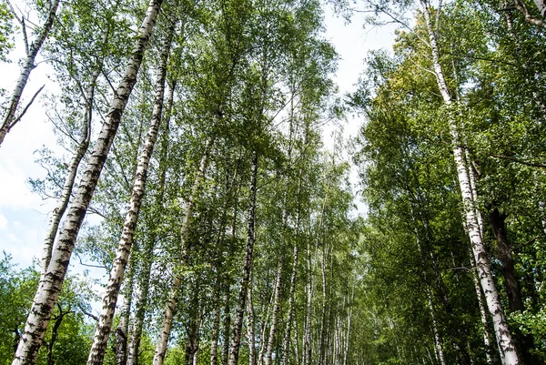 공원에서 자작나무 줄기. — 스톡 사진