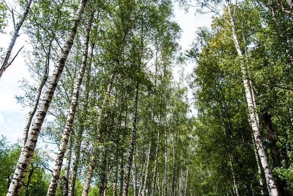 Березові стовбури в парку . — стокове фото