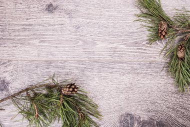 koniler ile Noel köknar ağacı