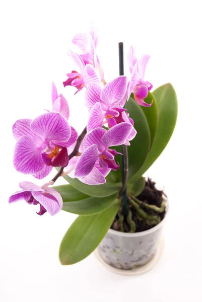 Rózsaszín orchidea a pot fehér háttér. — Stock Fotó