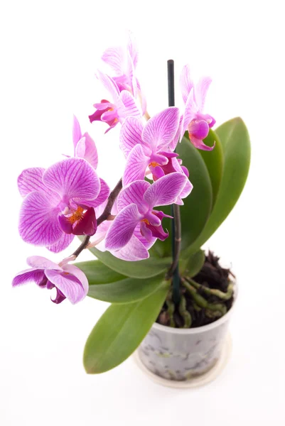 Orquídea rosa no pote no fundo branco . — Fotografia de Stock