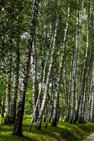 Birch trunks in the park. — Stock Photo, Image