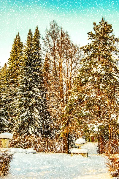Paisagem de inverno com evergreens — Fotografia de Stock