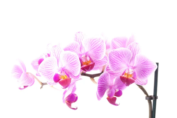 Pink orchid in pot on white background. — Stock Photo, Image