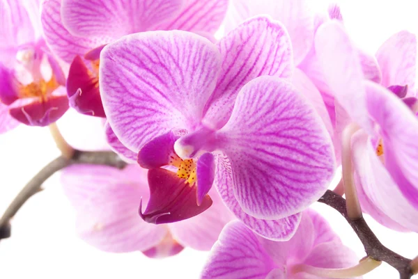 Růžová orchidej v hrnci na bílém pozadí. — Stock fotografie