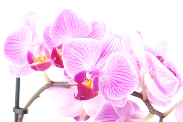 Růžová orchidej v hrnci na bílém pozadí. — Stock fotografie