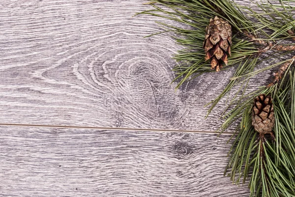 Fir kerstboom met kegels — Stockfoto