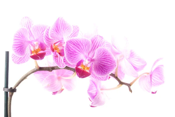 Pink orchid in pot on white background. — Stock Photo, Image