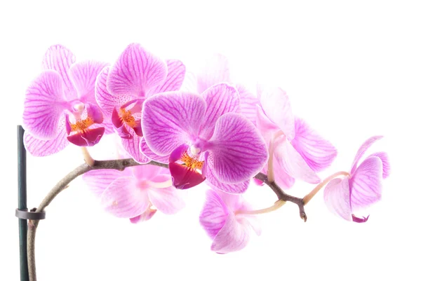 Orchidea rosa in vaso su fondo bianco . — Foto Stock