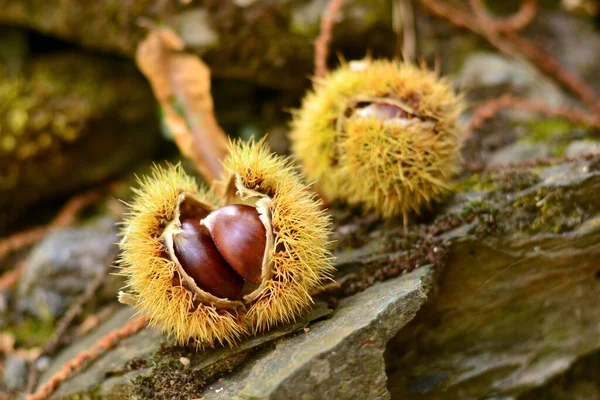 Ripe chestnuts still in their fallen urchins on the ground
