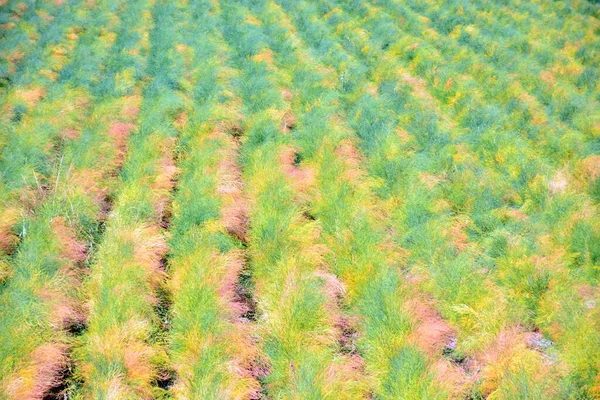 Naturalna Tekstura Bardzo Kolorowe Tło Roślinne — Zdjęcie stockowe