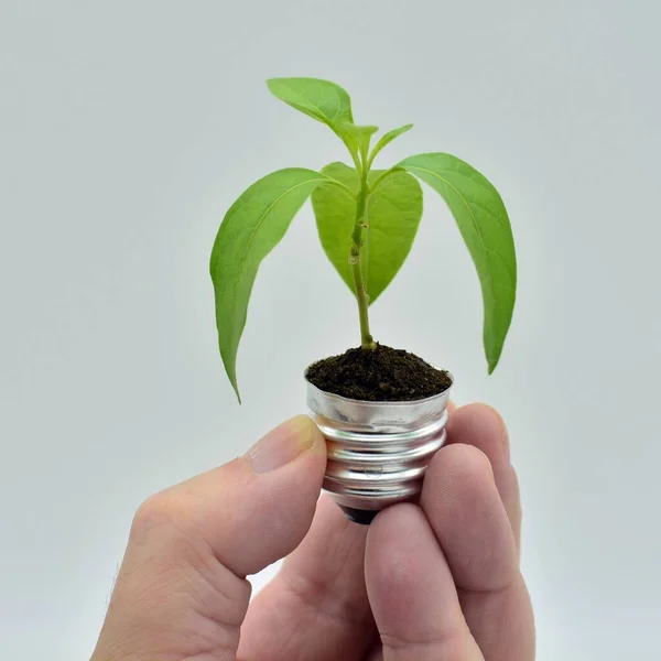 Concept of environmental conservation and global warming, plant growing inside a light bulb