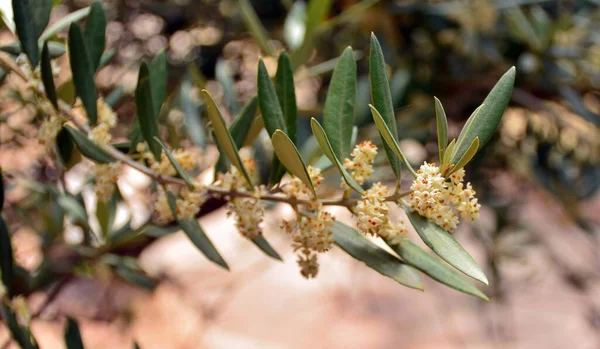 Cluster Fiori Ulivo Sui Rami Del Suo Albero Olea Europaea — Foto Stock