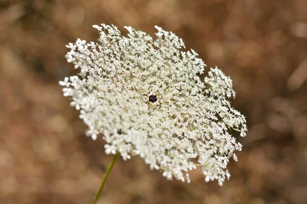 Hemlock Flowers Conium Maculatum Field Summer — Stock Photo, Image