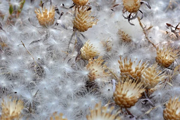 Vilanos Pappus Una Planta Familia Los Compuestos — Foto de Stock