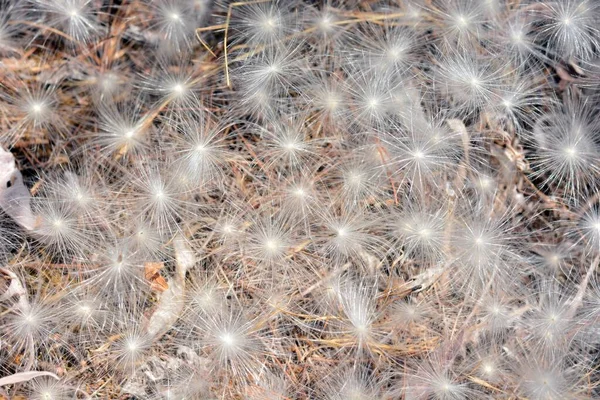 Vilanos Pappus Una Planta Familia Los Compuestos — Foto de Stock