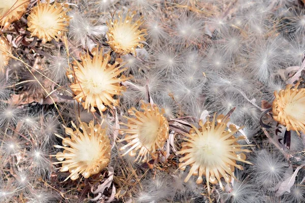 Vilanos Pappus Una Planta Familia Los Compuestos — Foto de Stock