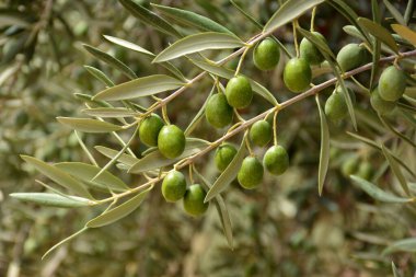 Yazın yeşil zeytinli zeytin dalları
