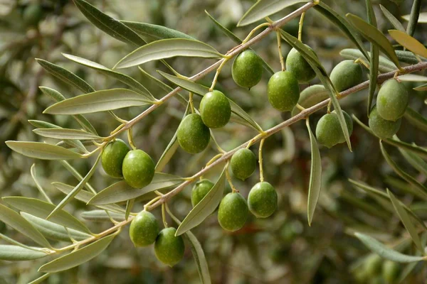 Yazın Yeşil Zeytinli Zeytin Dalları — Stok fotoğraf