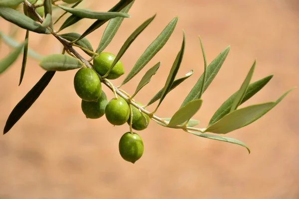 Olivenzweige Mit Grünen Oliven Sommer — Stockfoto