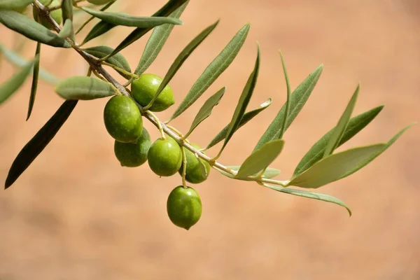 Yazın Yeşil Zeytinli Zeytin Dalları — Stok fotoğraf