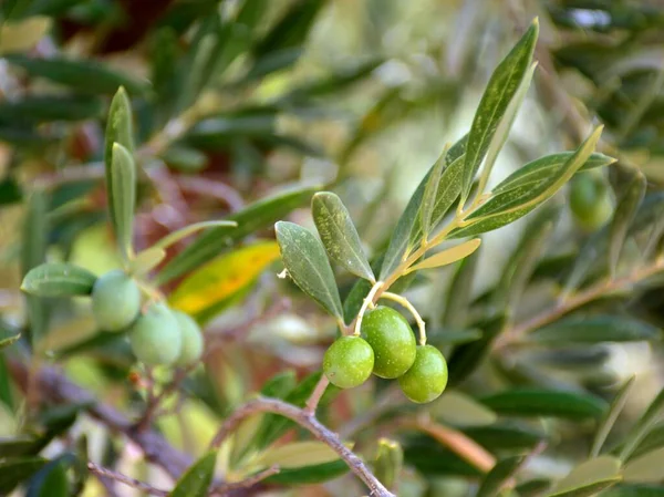 Branches Olivier Aux Olives Vertes Été — Photo