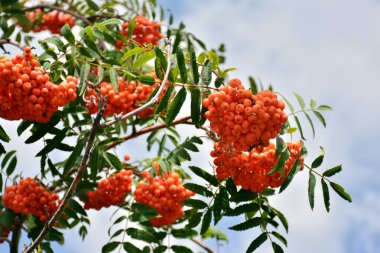 Genellikle Hunters 'Rowan olarak adlandırılan Sorbus aucuparia, yazın dallarının ayrıntıları