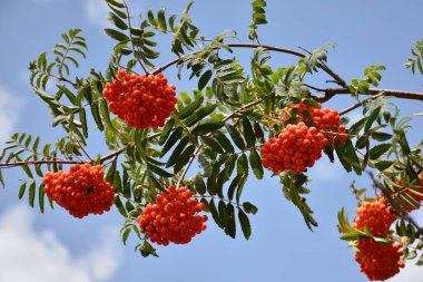 Genellikle Hunters 'Rowan olarak adlandırılan Sorbus aucuparia, yazın dallarının ayrıntıları