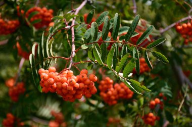 Genellikle Hunters 'Rowan olarak adlandırılan Sorbus aucuparia, yazın dallarının ayrıntıları
