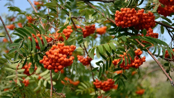 Sorbus Aucuparia Commonly Called Hunters Rowan Detail Its Branches Summer — Stock Photo, Image