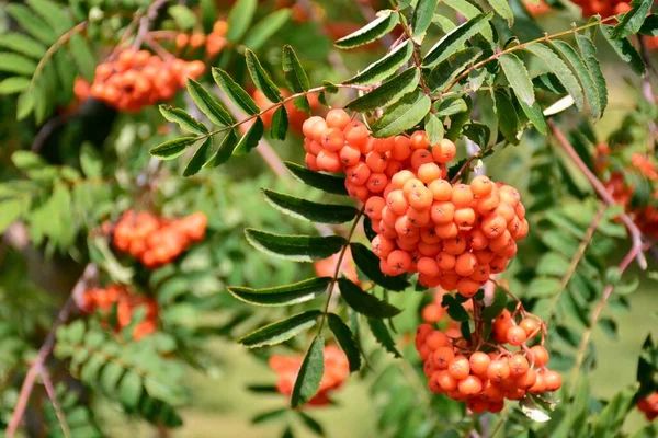 Genellikle Hunters 'Rowan olarak adlandırılan Sorbus aucuparia, yazın dallarının ayrıntıları