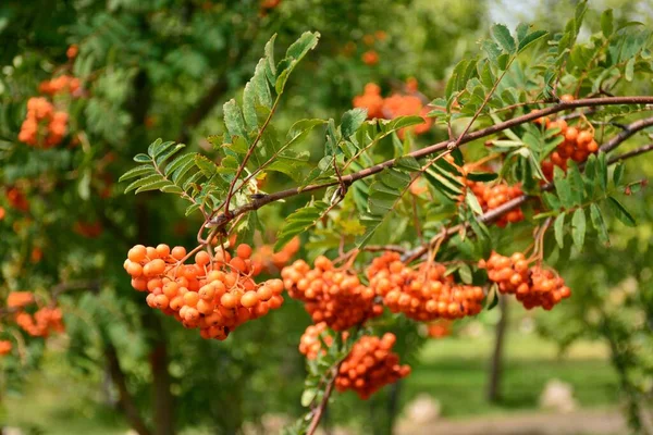 Sorbus Aucuparia Commonly Called Hunters Rowan Detail Its Branches Summer — Stock Photo, Image