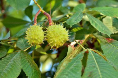 Yazın Aesculus hipocastanum adındaki at kestanesinin dallarındaki dikenli kapsüllerin ayrıntıları.