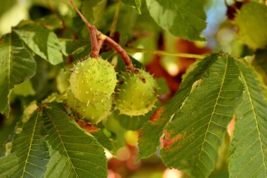 Yazın Aesculus hipocastanum adındaki at kestanesinin dallarındaki dikenli kapsüllerin ayrıntıları.