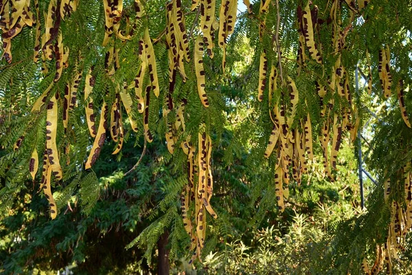 Frukt Baljväxter Halvmogna Akacia Tre Törnen Gleditsia Triacanthos — Stockfoto