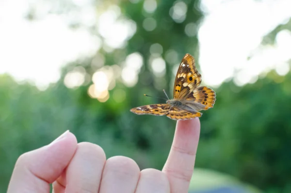 Butterfly on Little Finger — Stock Photo, Image