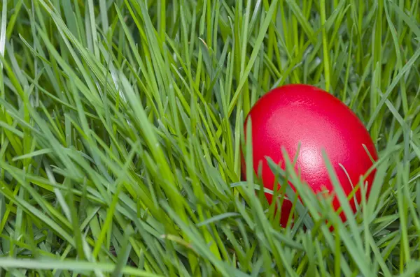 Huevo de Pascua rojo en el primer plano de hierba —  Fotos de Stock