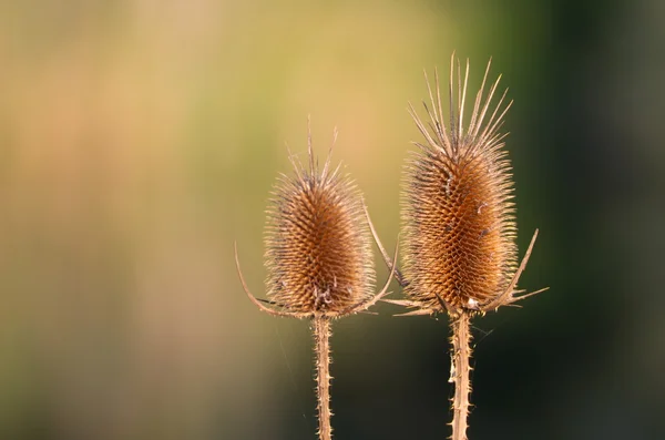 Пара Teasels — стокове фото