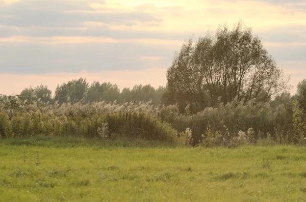 Krajina s rákosím — Stock fotografie