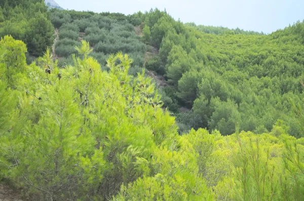 Pinus anões densos — Fotografia de Stock