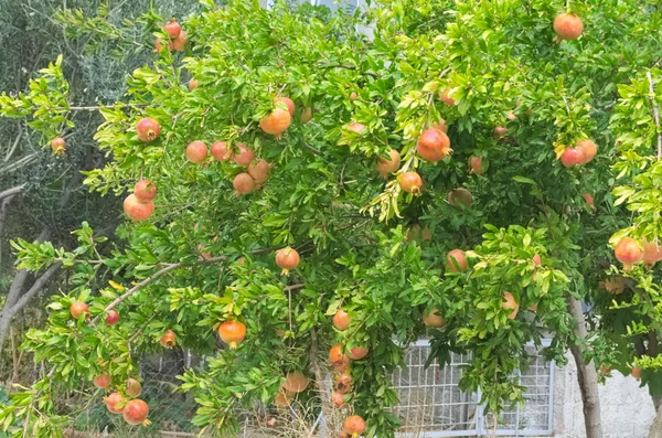 Granatäpple med frukter — Stockfoto