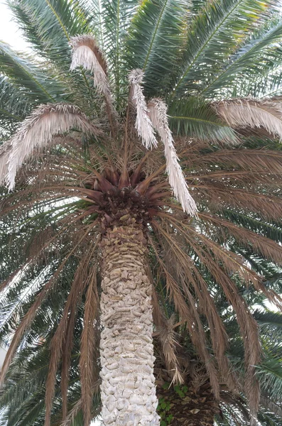 Palm Tree Closeup — Stock Photo, Image