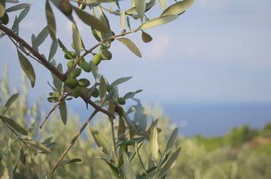 Zeytinli zeytin dalı