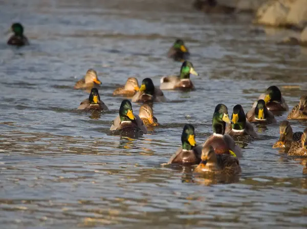 Gruppe Wildenten Auf Dem Fluss Bei Sonnenuntergang — Stockfoto