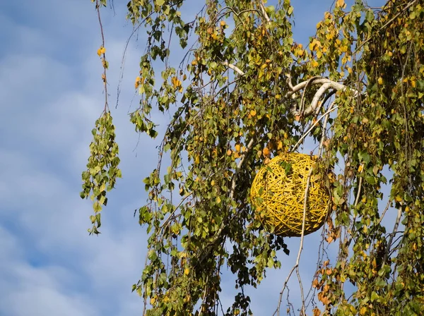 Straw Orb Decorare Copac Mesteacan Closeup — Fotografie, imagine de stoc