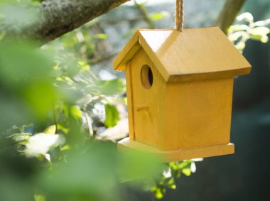 Sarı Kuş Evi Ağaç Dalında Asılı