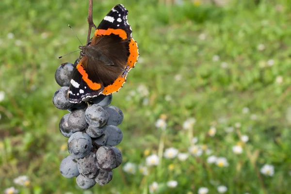 Red Admiral Eating Grapes — Stock Photo, Image