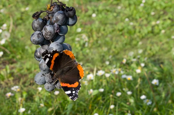 Almirante Rojo comiendo uvas — Foto de Stock