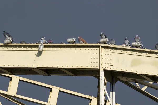 Holubi na mostě — Stock fotografie