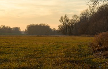 Taşkın yatağının orman kenarında